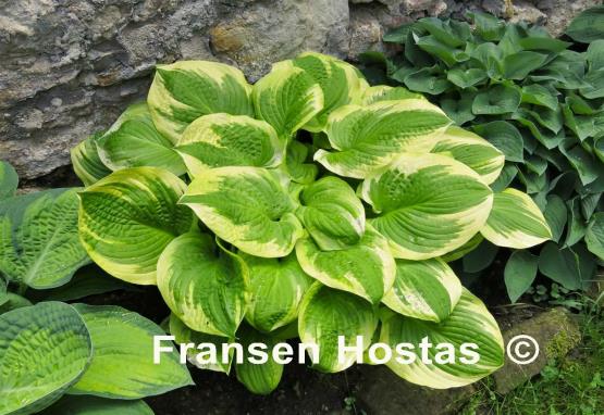 Hosta Lakeside April Snow